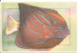 MUSE OCEANOGRAPHIQUE DE MONACO - Poisson Roi  - Pomacanthus Annularies  Illustration De J. KAMEL - Pesci E Crostacei