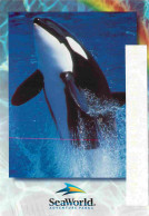 Animaux - Sea World - Orque - Killer Whale - Zoo Marin - CPM - Voir Scans Recto-Verso - Autres & Non Classés