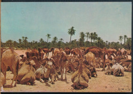 °°° 31178 - TUNISIA - TROUPEAU DES CHAMAUX - 1977 With Stamps °°° - Tunisia