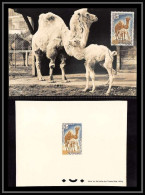 0513 Epreuve De Luxe Deluxe Proof Mauritanie (Mauritania) N°169 Dromadaire + Maximum Dromedary Camel - Andere & Zonder Classificatie