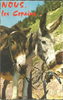 A45 689 CP Ane Baudet Esel Donkey Burro Asino Asno Ezel Humour DOUCET 309 - Donkeys