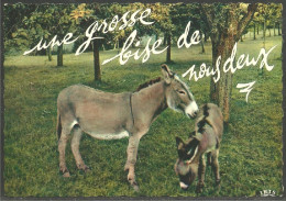 A45 680 CP Ane Baudet Esel Donkey Burro Asino Asno Ezel Humour IRIS PP 1667 - Donkeys