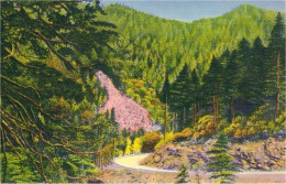A45 615 CP Highway Great Smoky Mountains National Park - Autres & Non Classés