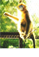 A45 125 CP China Golden-haired Monkey Singe - Singes