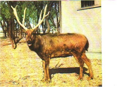 A45 126 CP China Cerf Chevreuil Milu Deer - Autres & Non Classés