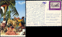 A46 14 CP Jamaica Picking Coconuts Noix Coco Ane Baudet Esel Donkey Burro Asino Asno Ezel - Anes