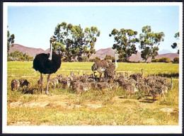A46 12 CP South Africa Oudtshoorn Autruches Ostriches Neuve/unused - Ohne Zuordnung
