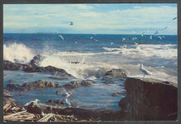 Canada British Columbia Sea Gulls, Juan De Fuca Straits, Unused - Sonstige & Ohne Zuordnung