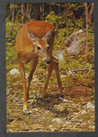 Canada - Ontario - Deer In Algonquin Park, Unused - Otros & Sin Clasificación