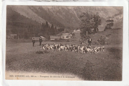 CPA :  14 X 9  -  MORZINE  -  Troupeau De Chèvres à La Montagne - Morzine
