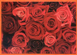 CP Fleurs Roses Rose Rouge Carte Vierge TBE - Flowers