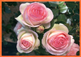 CP Fleurs Roses Rose Pierre De Ronsard Carte Vierge TBE - Flowers