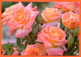 CP Fleurs Roses Rose Michel Serrault  Carte Vierge TBE - Fleurs