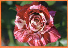 CP Fleurs Roses Rose Julio Iglesias  Carte Vierge TBE - Blumen