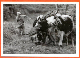 Vieux Métiers Paysans Foins Boeufs Fenaison Carte Vierge TBE - Farmers