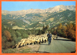 Vieux Métiers Berger Et Toupeau Moutons Transhumance Provence - Paysans