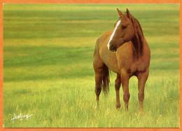 CP Cheval   Carte Vierge TBE - Horses