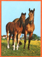 CP Cheval  2 Chevaux Pré Carte Vierge TBE - Horses