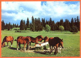 CP Cheval   Chevaux Jura Suisse Carte Vierge TBE - Chevaux