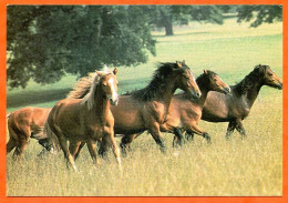 CP Cheval  Chevaux 17 Carte Vierge TBE - Horses