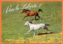 CP Cheval  Chevaux  Carte Vierge TBE - Chevaux