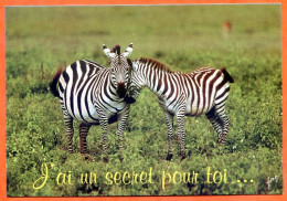 Animal Zèbre 2 Zèbres  Carte Vierge TBE - Zebras