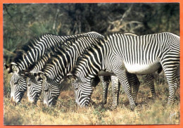 Animal Zèbre 4 Zèbres  Carte Vierge TBE - Zebras