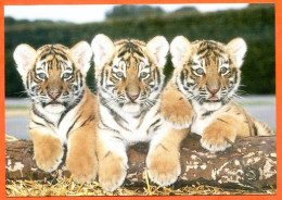 Tigre 3 Tigres CP Animal  Carte Vierge TBE - Tigers