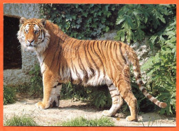 TIGRE CP Animal  Carte Vierge - Tigres