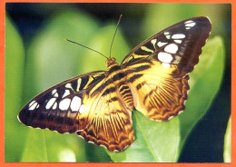 Papillon CP Animal  Carte Vierge TBE - Farfalle