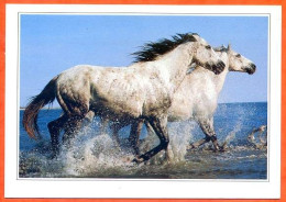 2 Chevaux Cheval Carte Vierge TBE - Horses