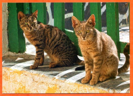 Carte Postale Chat 2 Chats Carte Vierge TBE - Katzen