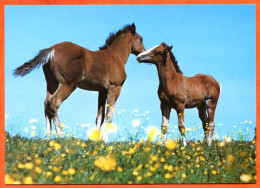 CP Cheval 1 2 Chevaux Carte Vierge TBE - Horses