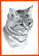 Animal CHAT Tete Illustrateur - Katzen