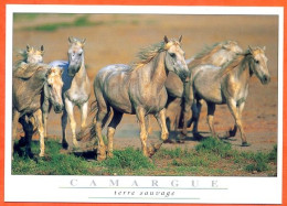 CP Cheval Chevaux Camargue Terre Sauvage  Carte Vierge TBE - Horses