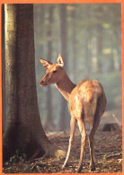 Animal Sauvage BICHE Carte TBE - Other & Unclassified