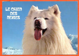 Chiens Animal Chien Samoyede Chien Des Neiges CIM Carte Vierge - Hunde