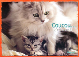 CP Chat Feeling Coucou  Est Nous Edit Combier Carte Vierge TBE - Katzen