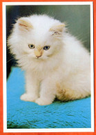CP Animal CHAT  64 Carte Vierge TBE - Katzen