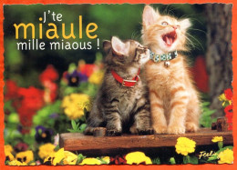 CP Chat Feeling J' Te Miaule Mille Miaous ! Edit Combier Carte Vierge TBE - Katzen