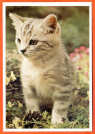 CP Animal CHAT  61 Carte Vierge TBE - Katzen