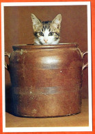 CP Animal CHAT Dans Un Pot 54 Carte Vierge TBE - Katzen