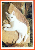 CP Animal CHAT  56 Carte Vierge TBE - Katzen