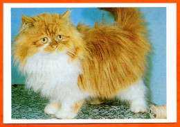 CP Animal CHAT  59 Carte Vierge TBE - Katzen