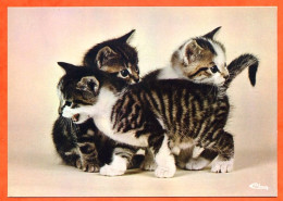 Animal CHAT  MIMIS  3 Chatons  Chats  CIM  Carte Vierge TBE - Katzen