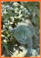 Animal CHAT CHATS Carte Vierge TBE - Katzen
