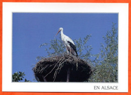 ALSACE Pittoresque Nid De Cigognes Cigogne Carte Vierge TBE Combier - Vögel