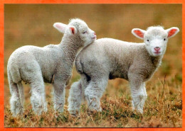2 Moutons Agneaux Mouton Agneau Carte Vierge TBE - Autres & Non Classés