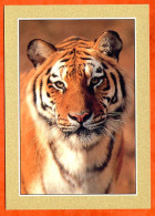 TIGRE  Animal Sauvage CP Animal  Carte Vierge TBE - Tigres
