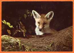 Animal Sauvage RENARD Fuchs Volpe Fox Carte Vierge TBE - Autres & Non Classés